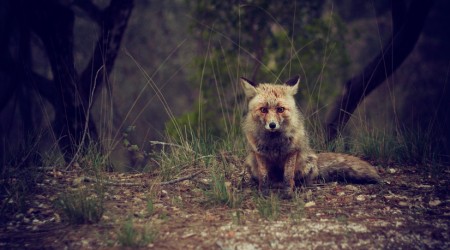 forest-animal-wilderness-fox-large